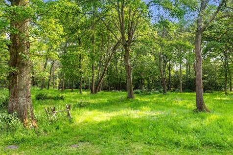 Wooded Area