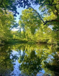 Pond