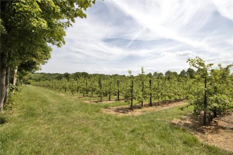 Apple Orchard