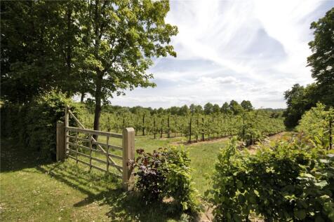 Apple Orchard