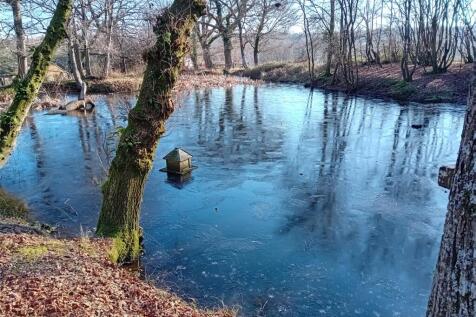 Pond