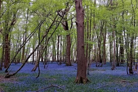 Local Woodland