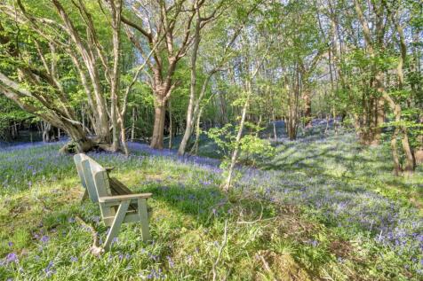 Bluebell Woods