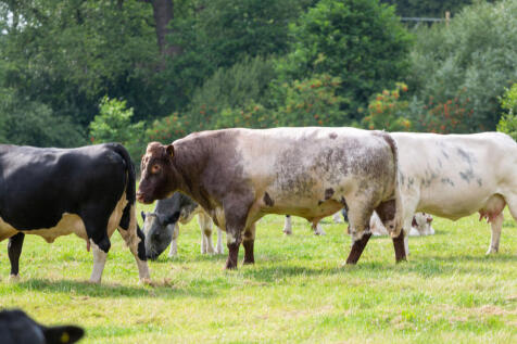 Corbishley Farm