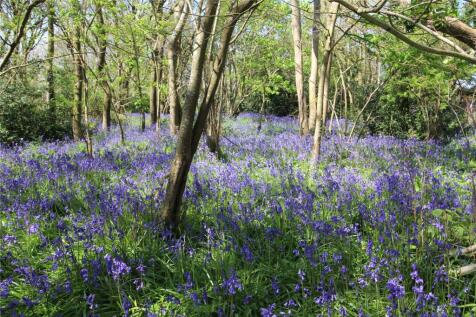 Bluebell Wood