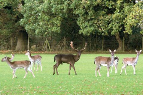 Brizes Roaming Deer