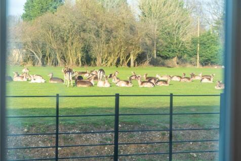 Wild Deer In Grounds