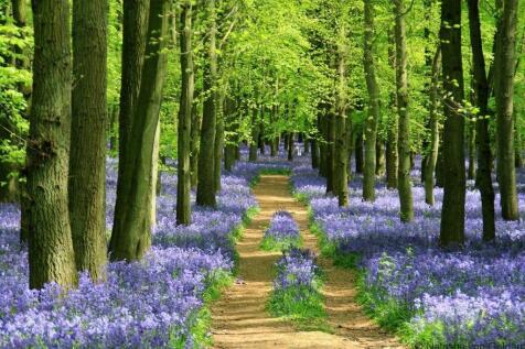 badby woods.jpg