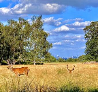Richmond Park