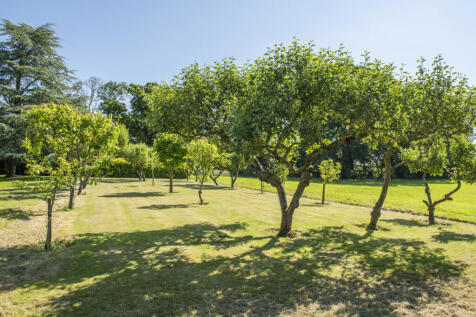 Orchard