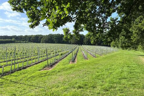 Vineyard