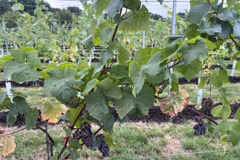 Vineyard