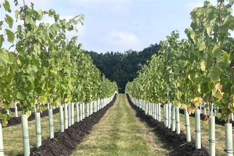 Vineyard