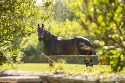 Horse View