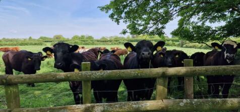 cows.jpg