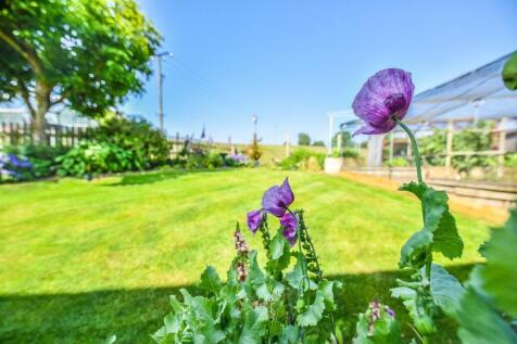 CP4_7303-2 flower.jpg