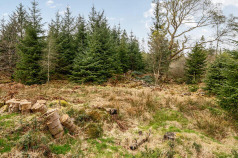 Woodland