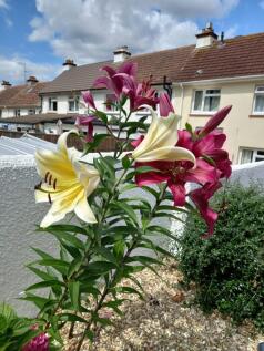 The Garden In Bloom
