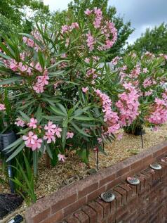 The Garden In Bloom