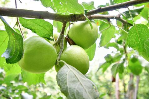 Apple Tree.jpg