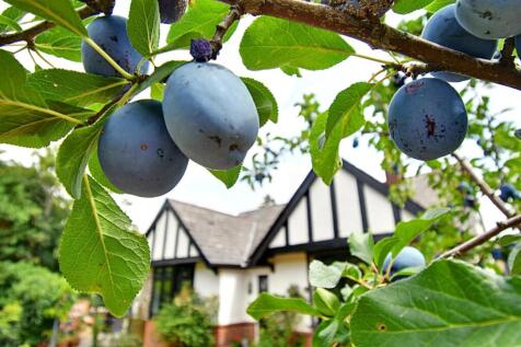 Fruit Tree.jpg