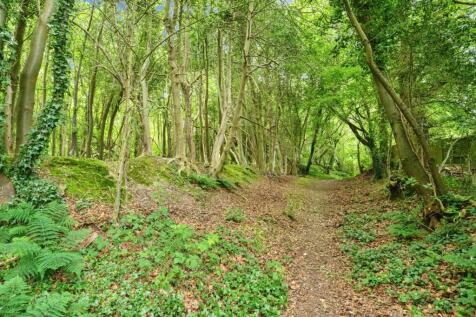 Woods To The Rear