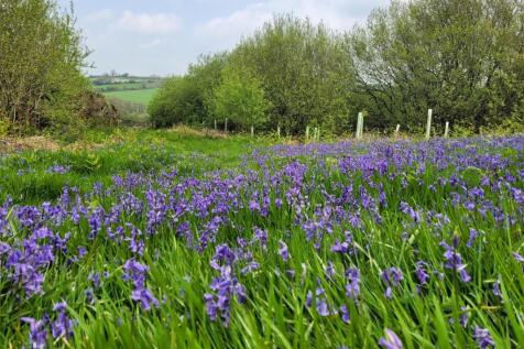 Bluebells