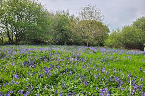 Bluebells