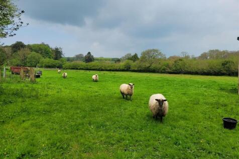 Sheep