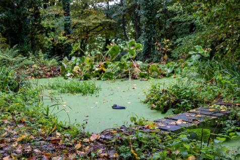 Pond
