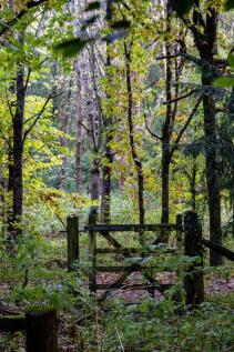 Autum woodland