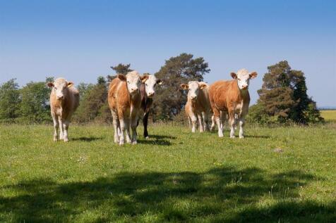 Lot 1 - cows.jpg