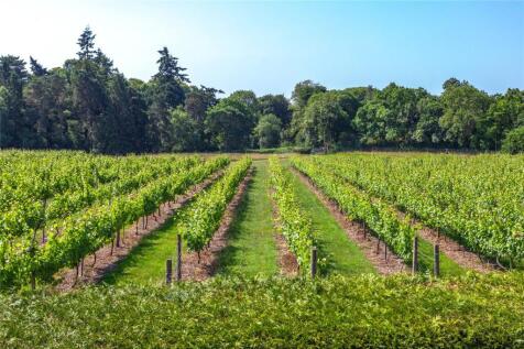 Oakengrove Vineyard