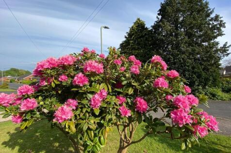 IMG_4430.jpeg