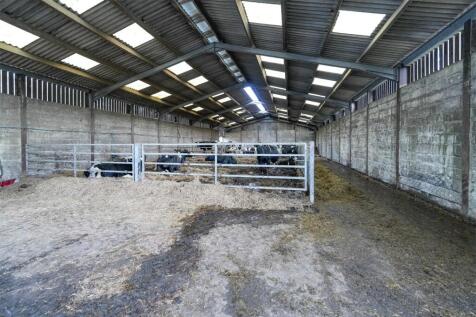 Straw Cattle Court