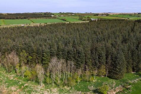 Laighmuir Woodland