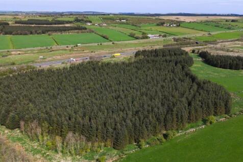 Laighmuir Woodland