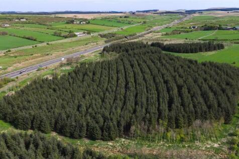 Laighmuir Woodland