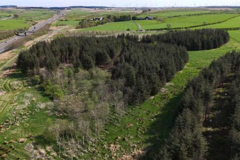 Laighmuir Woodland