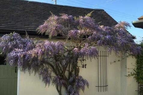 wysteria.jpg