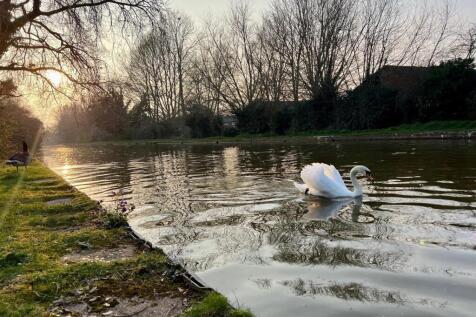 swan.jpg