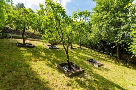 Orchard