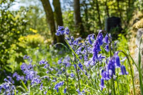 Bluebells