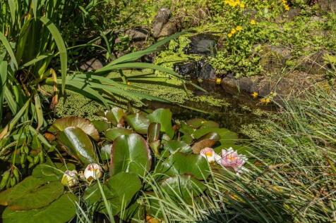 Pond