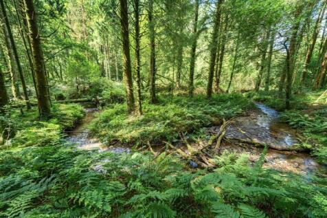 Forest Area