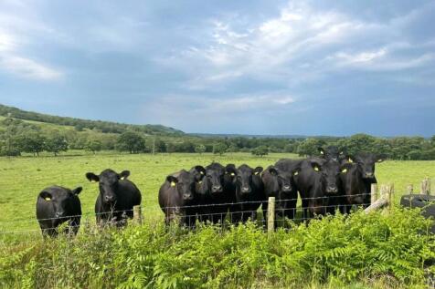 The Land &amp; Cattle