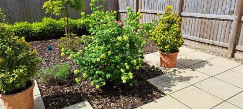 Herbaceous Garden