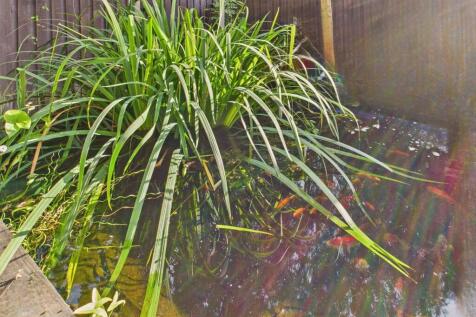 Pond
