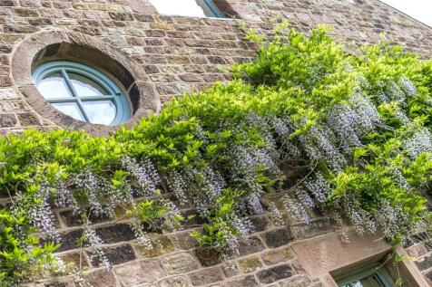 Wisteria