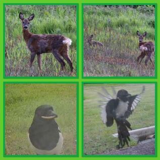 wildlife 1.jpg